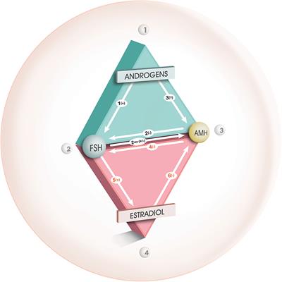 Role of Anti-Müllerian Hormone in the Pathogenesis of Polycystic Ovary Syndrome